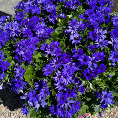 Senecio Mandala Plus Sky Blue P68senmsb - Garden Express Australia