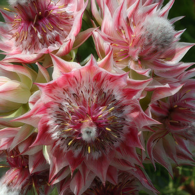 Ser Pretty N Pink 2016 - Garden Express Australia