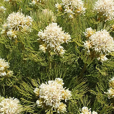 Serruria Lemon Honey - Garden Express Australia