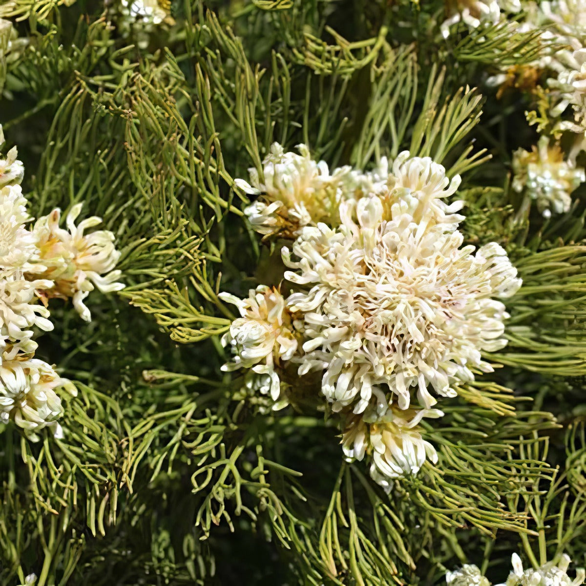 Serruria Lemon Honey P75serlhn - Garden Express Australia