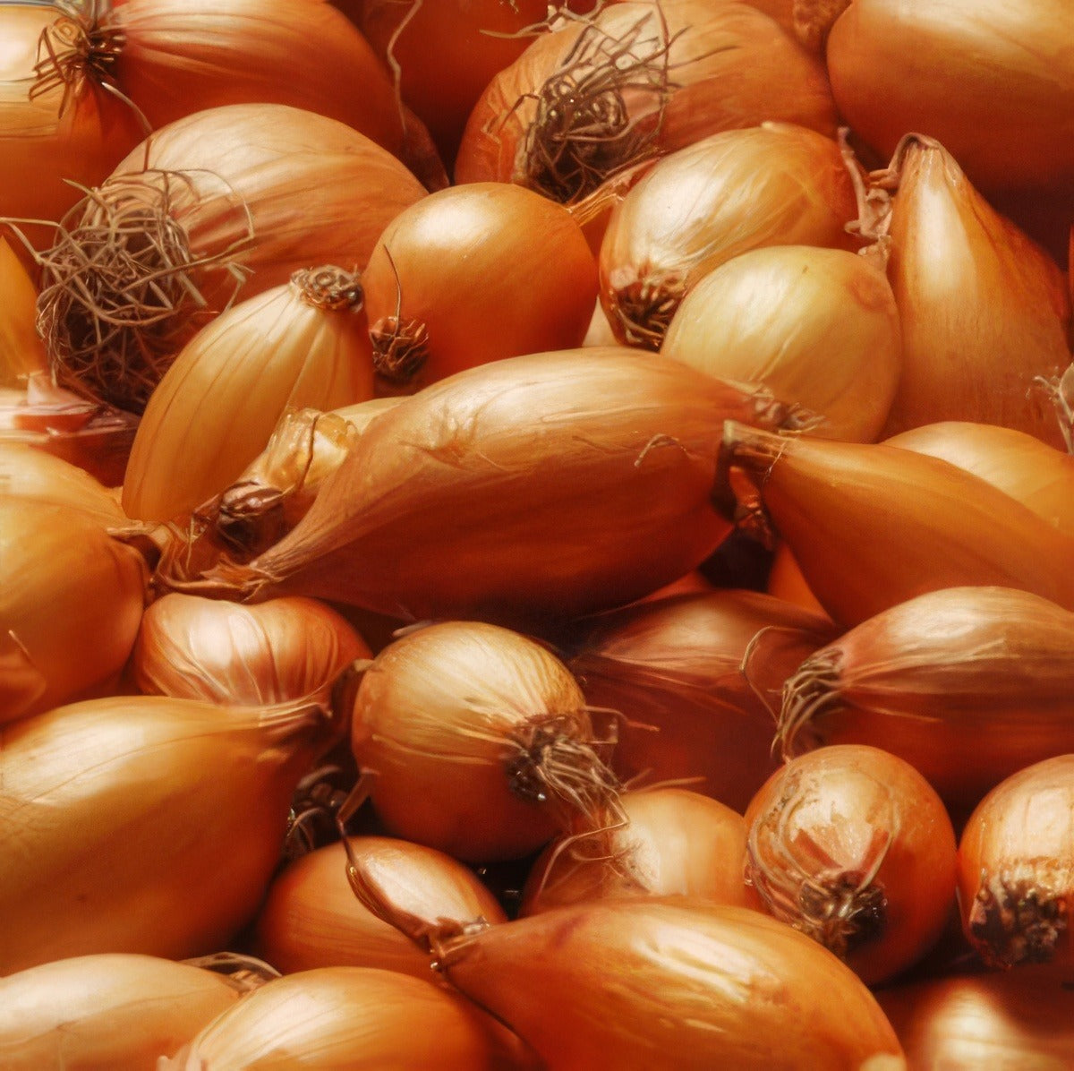 Golden Shallots 2012 - Garden Express Australia
