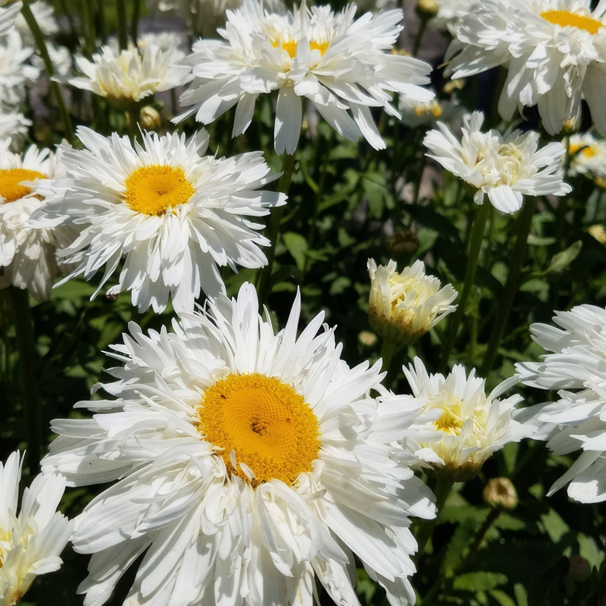 Shasta Daisy Shaggy 75mm Pot - Garden Express Australia