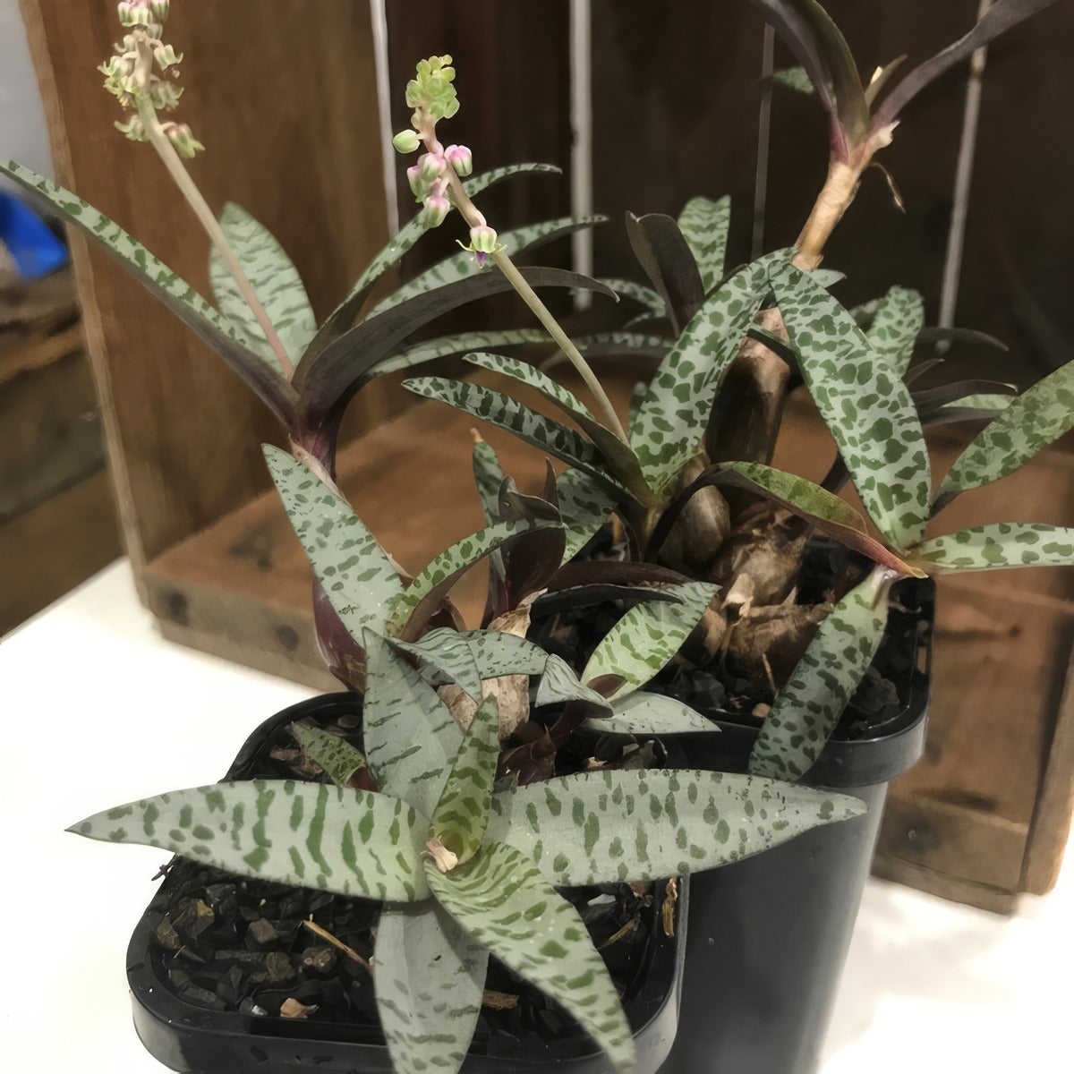 Silver Squill Pot 2 - Garden Express Australia