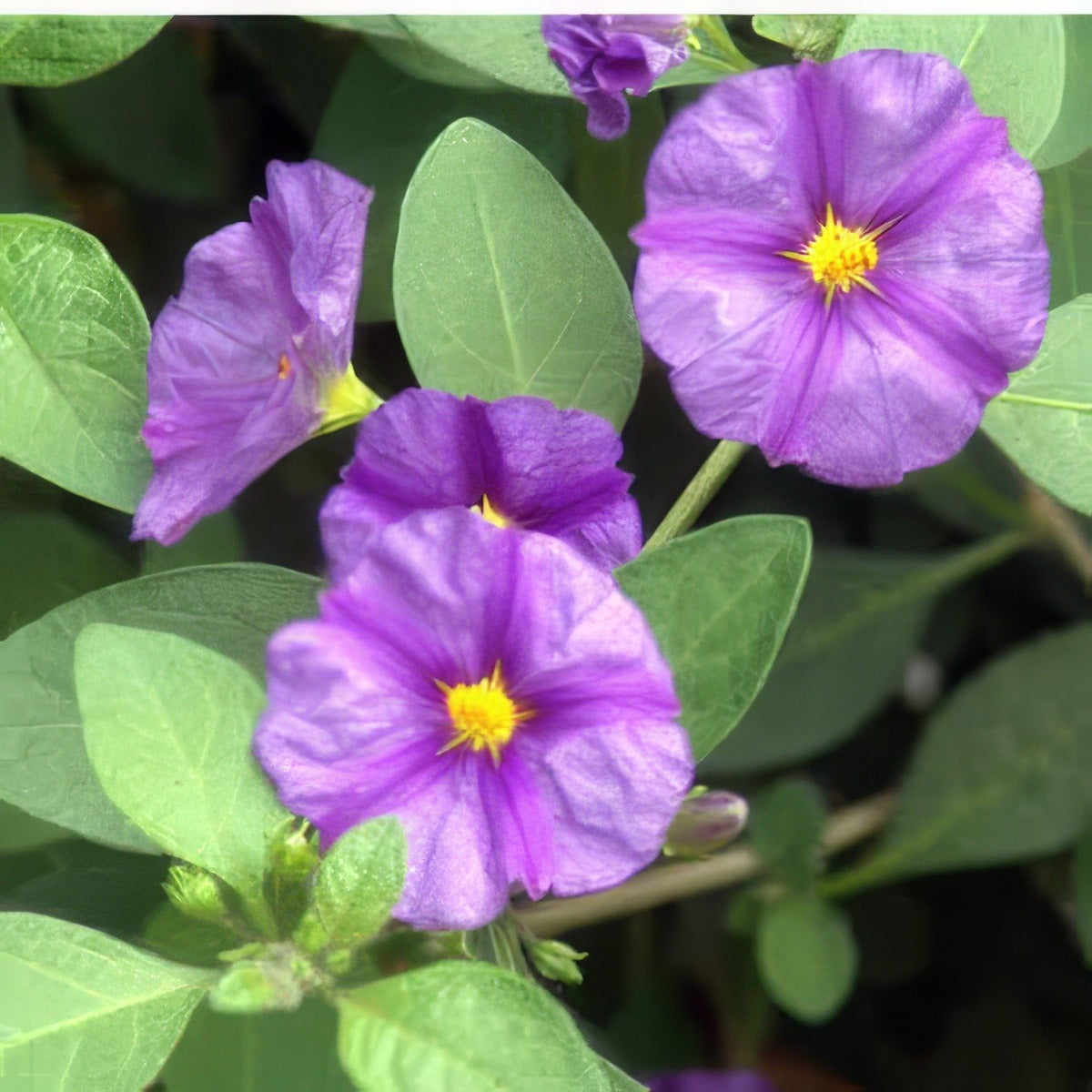Solanum Potato Vine Blue - Garden Express Australia