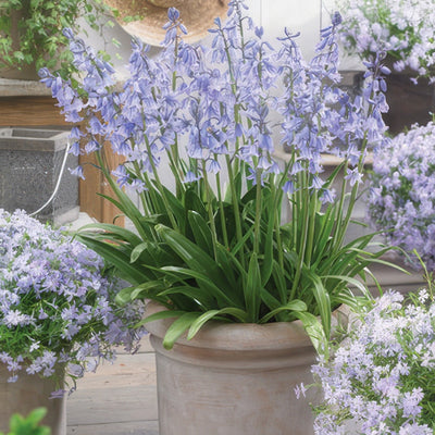 Spanishbells Blue 17 - Garden Express Australia