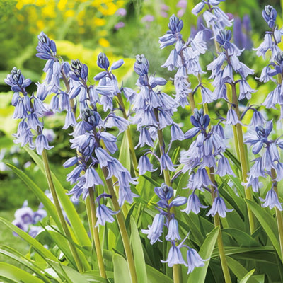 Spanishbells Scilla Blue 2011 Pksbeblu - Garden Express Australia