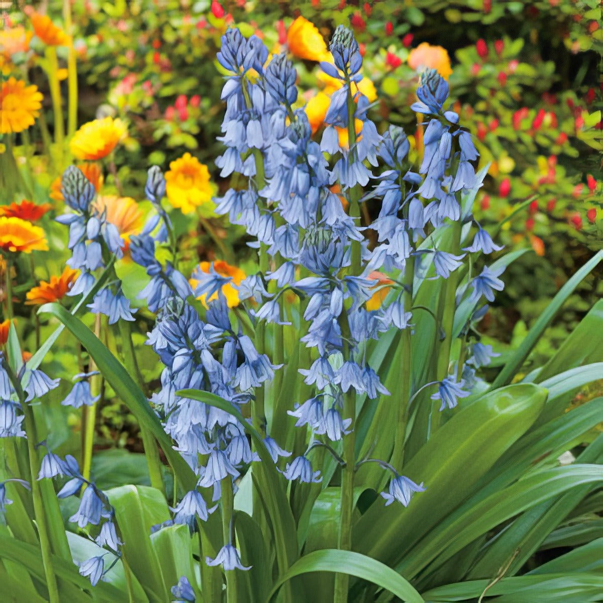 Spanishbells Scilla Blue 2011 Pksbeblu - Garden Express Australia