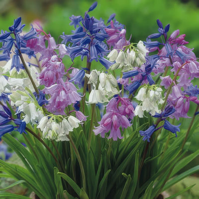 Spanish Bells Mixed Pksbemxd 2017 - Garden Express Australia