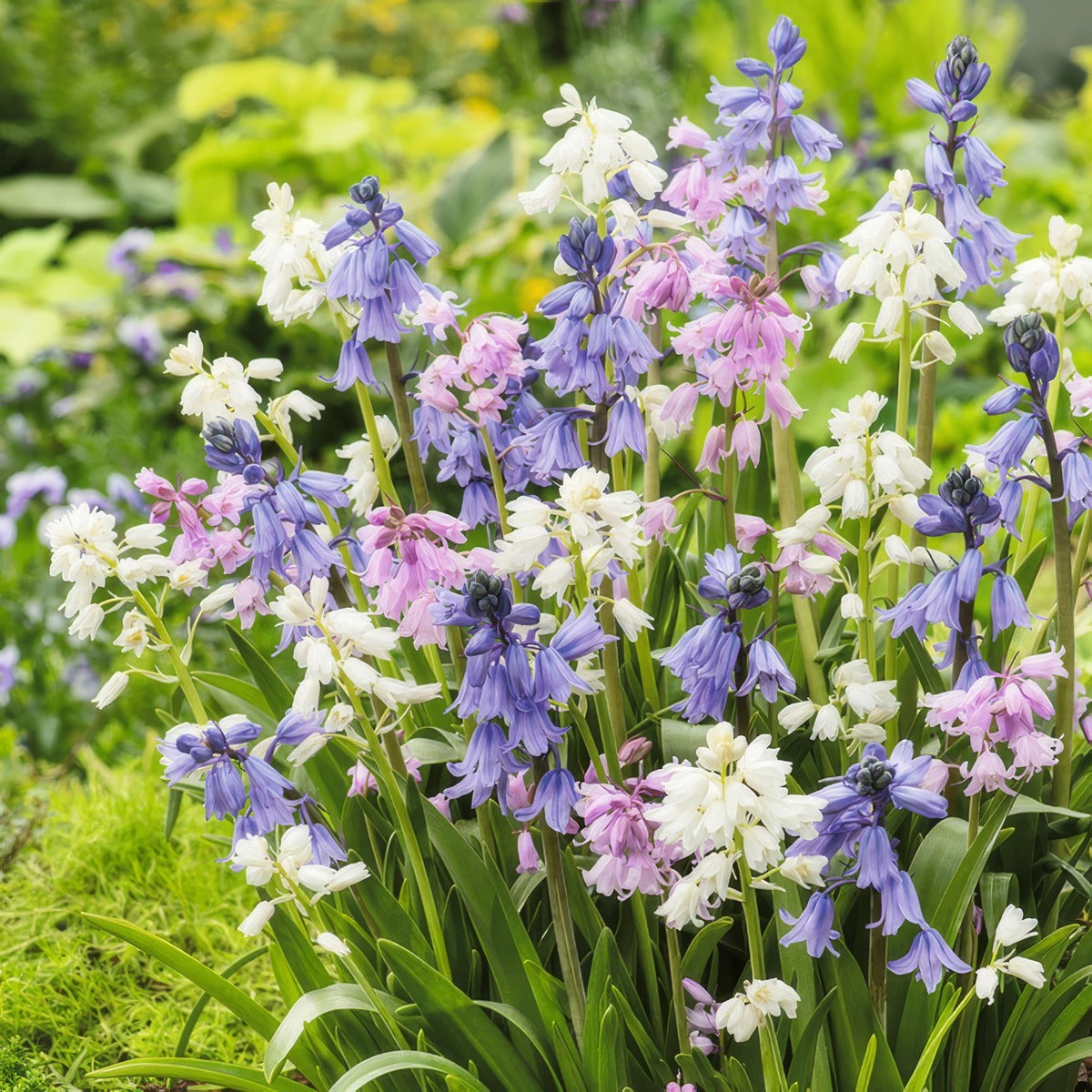 Spanish Bells Mixed Pksbemxd 2025 - Garden Express Australia