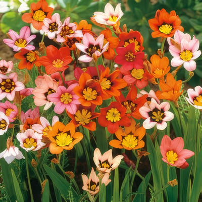 Sparaxis Tricolor Mix Pkspamxd 2017 - Garden Express Australia