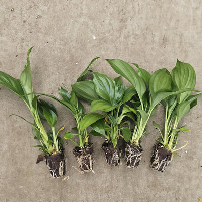 Spathiphyllum Stefanie Plug - Garden Express Australia
