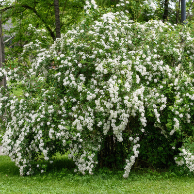 Spiraea Snowmound - Garden Express Australia