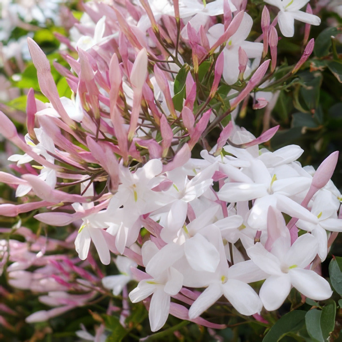 Star Jasmine 14 - Garden Express Australia