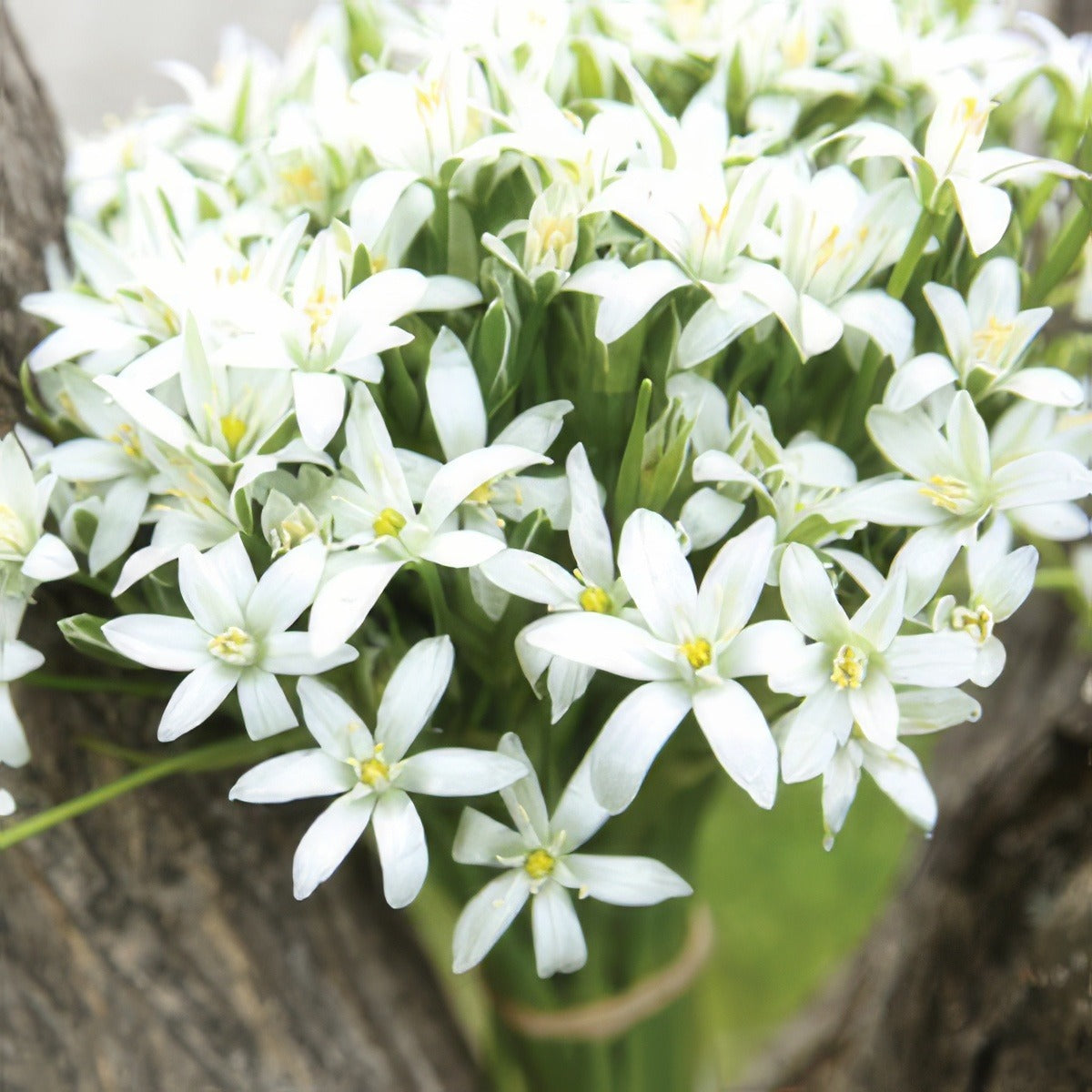 Star Of Bethlehem Pkstabet - Garden Express Australia