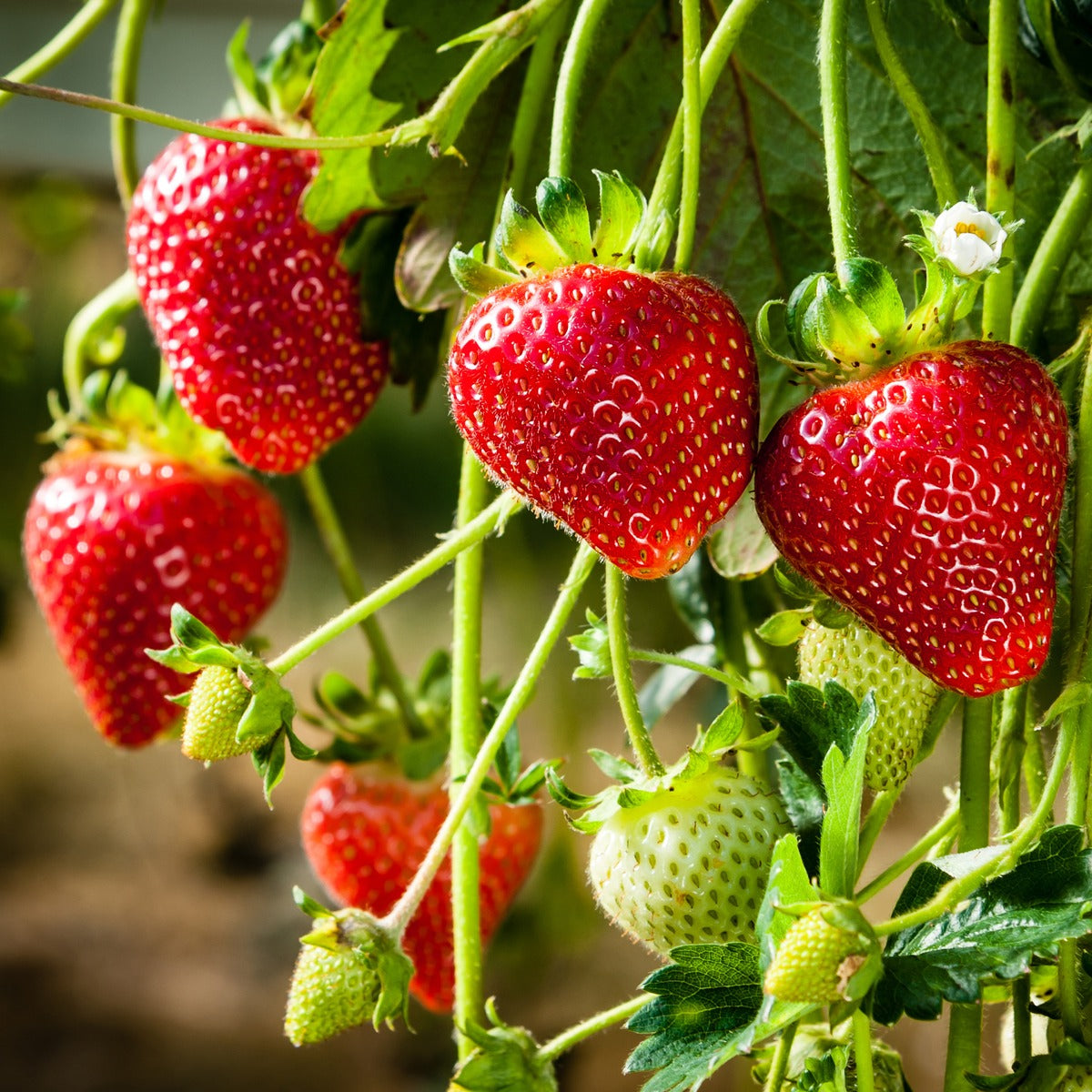 Pplstradi Strawberry Adina 16 - Garden Express Australia