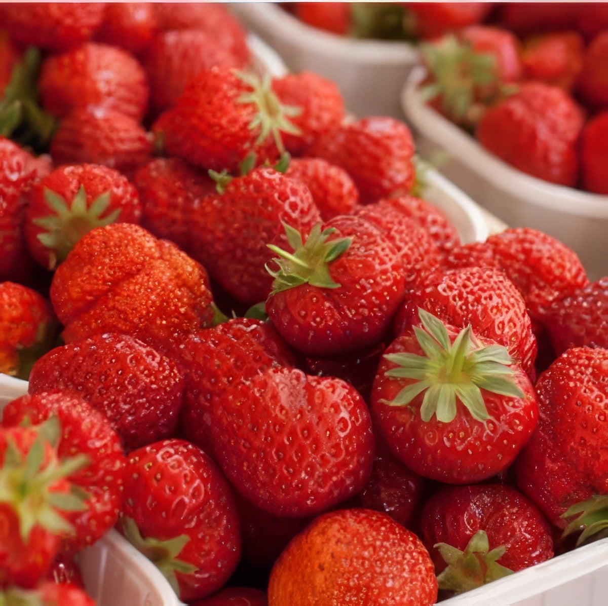 Strawberry Red Gauntlet - Garden Express Australia