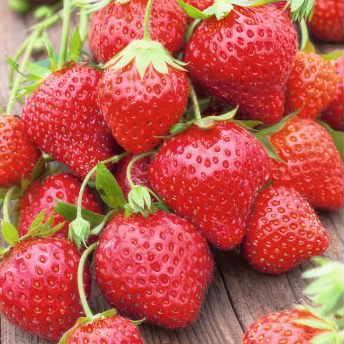 Strawberry Melba Pkstrmel - Garden Express Australia