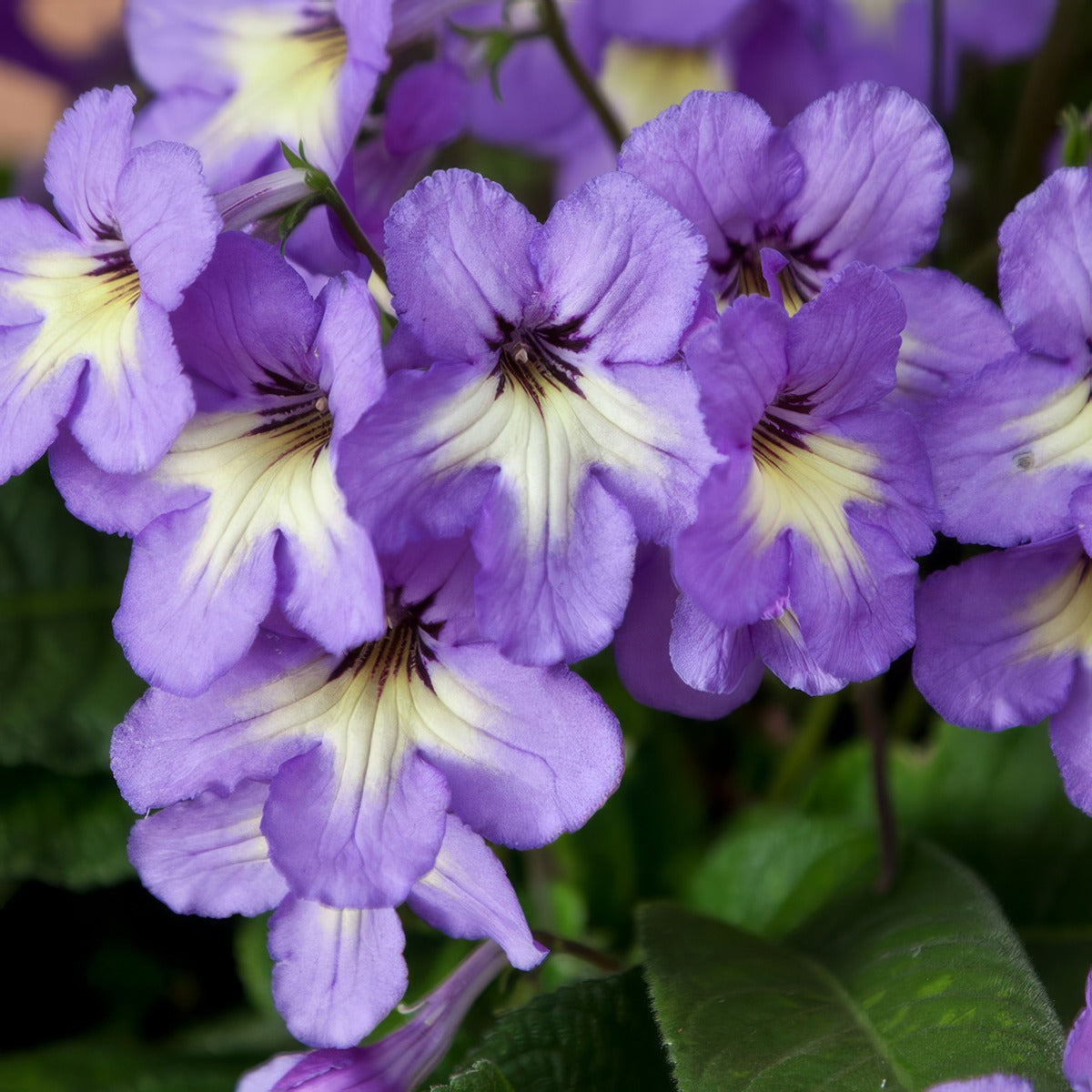 Streptocarpus Ladyslippers White Centre P68slswhc - Garden Express Australia