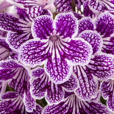 Streptocarpus Ladyslippers Grape Ice P68slsgic - Garden Express Australia