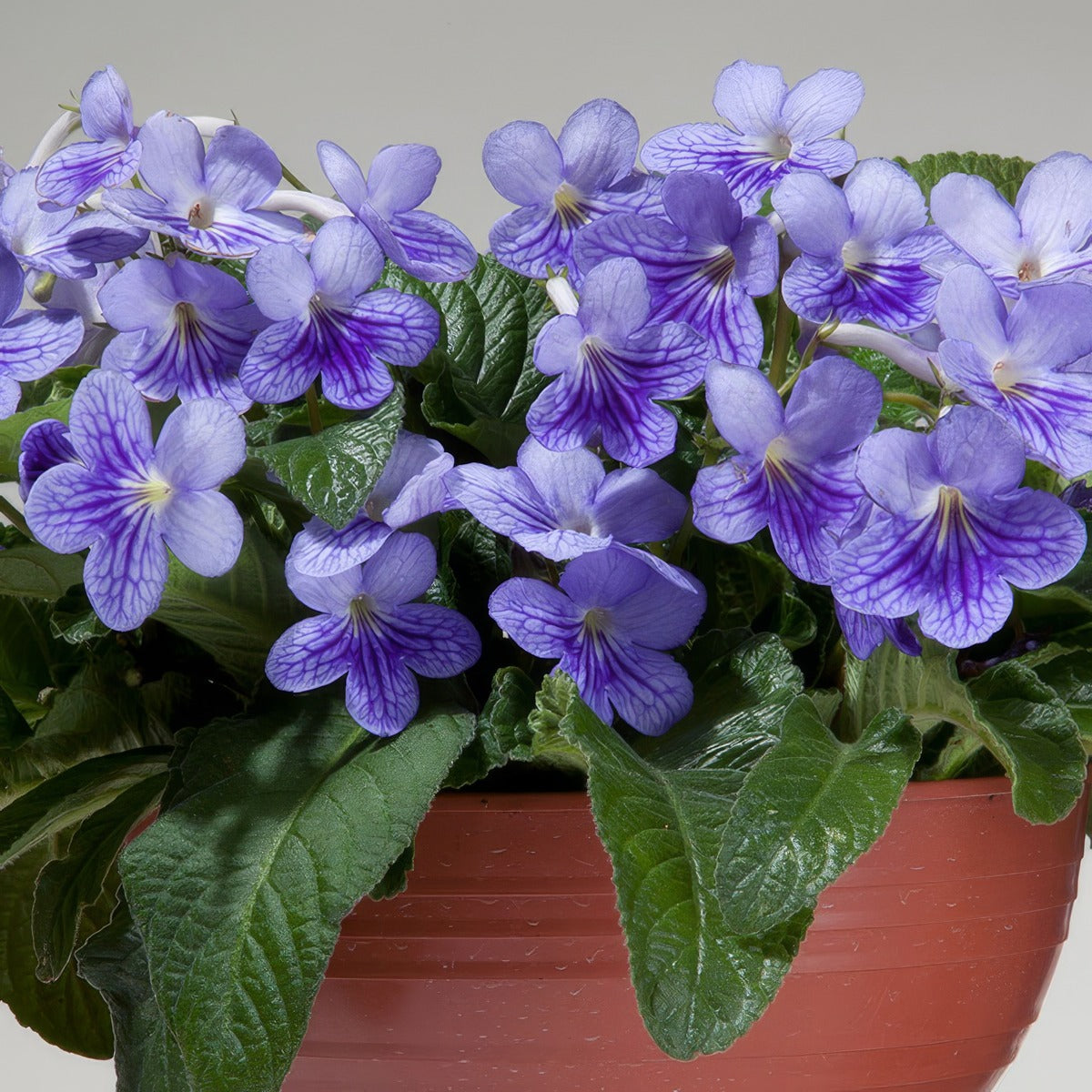 Streptocarpus Ladyslippers Blue Ice P68slsbic - Garden Express Australia
