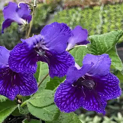 Streptocarpus Ladyslippers Deep Blue - Garden Express Australia