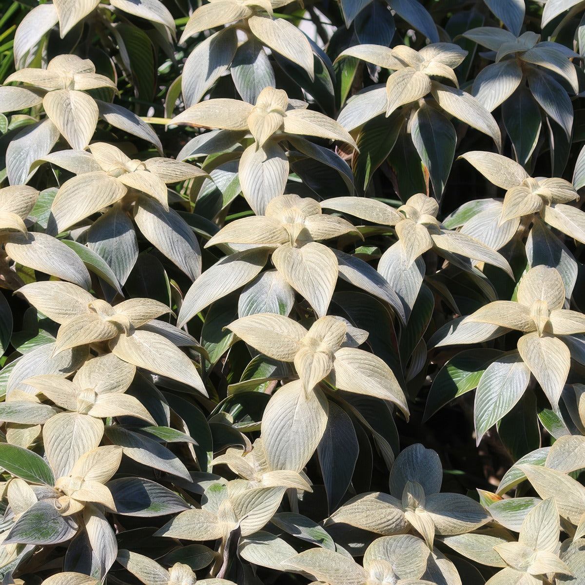 Strobilanthes Gossypinus Pewter Bush 1 - Garden Express Australia