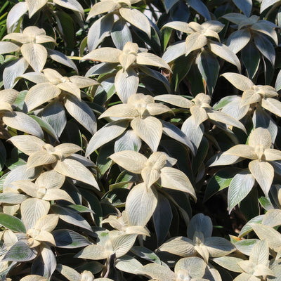 Strobilanthes Gossypinus Pewter Bush 1 - Garden Express Australia