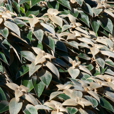 Strobilanthes Gossypinus Pewter Bush - Garden Express Australia