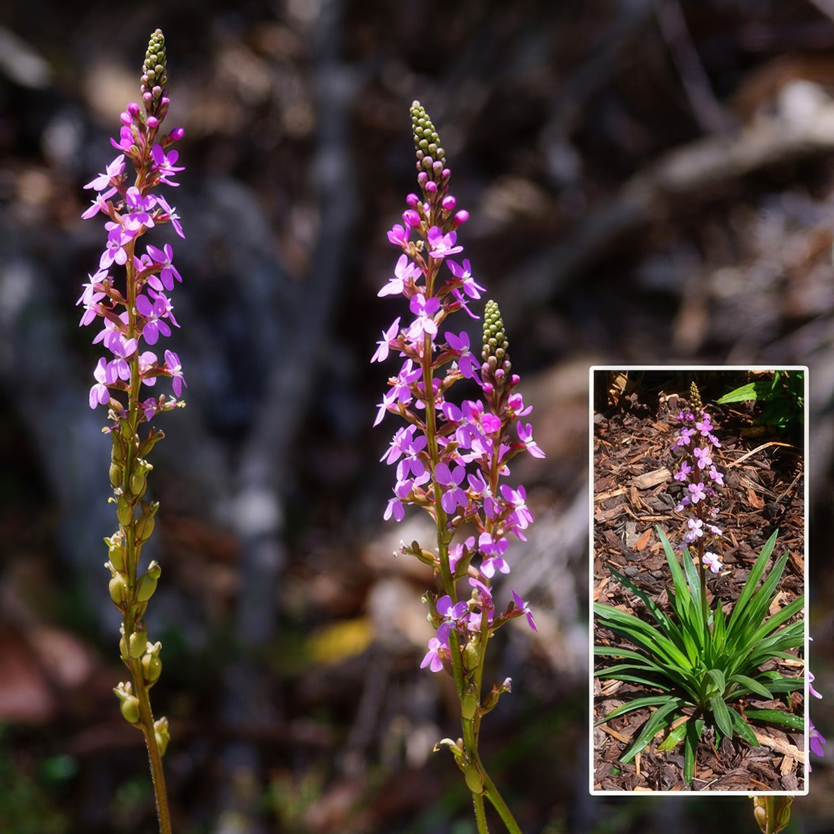 Stylidium Raptor Pink P68styrpi - Garden Express Australia