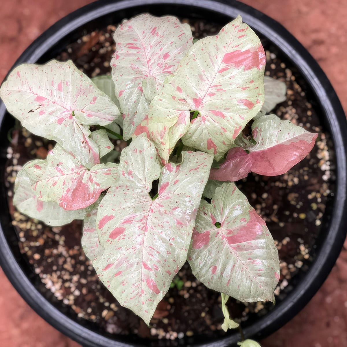 Syngonium Confetti P10syncon - Garden Express Australia