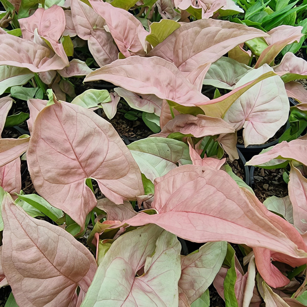 Syngonium Neon P10synneo - Garden Express Australia