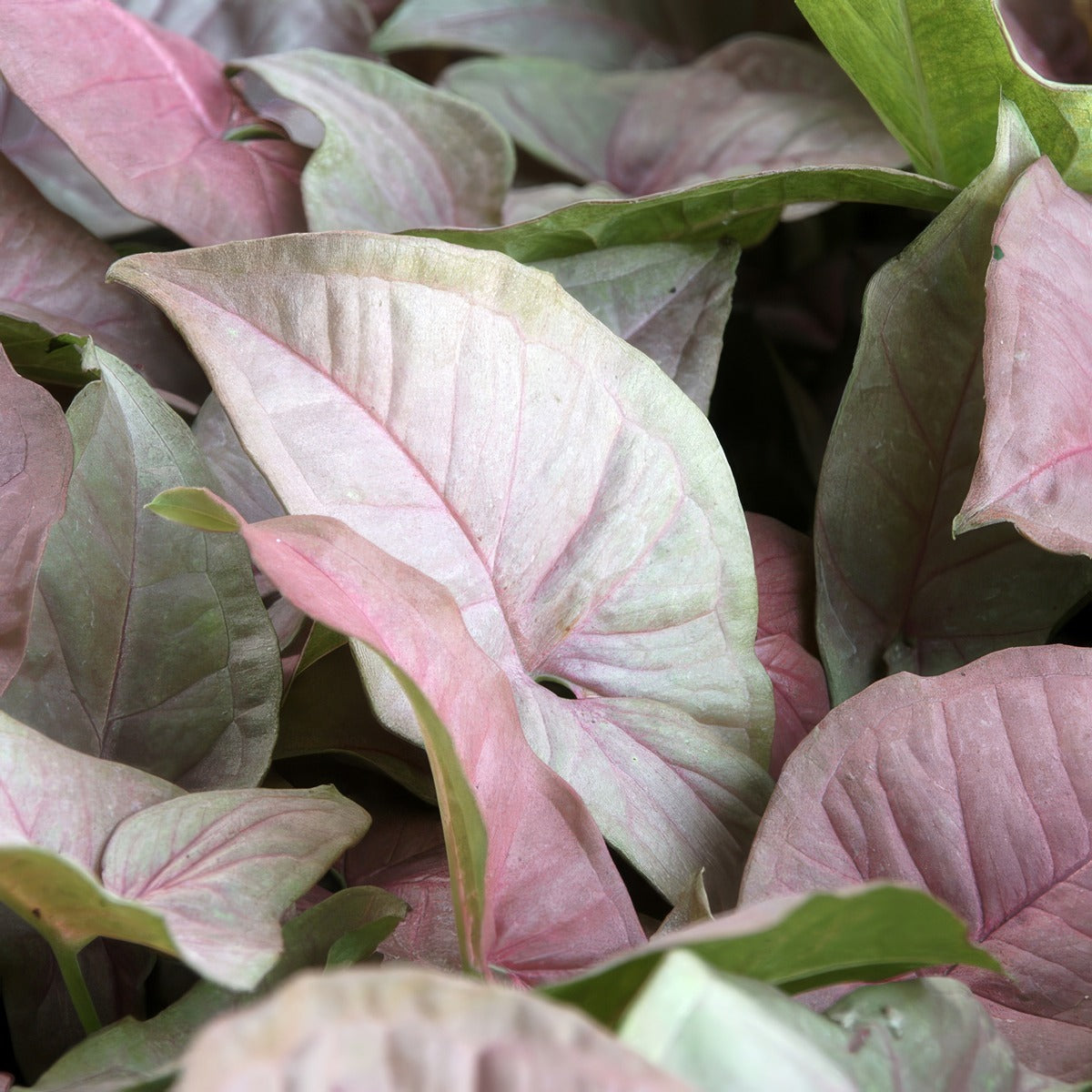 Syngonium Pink Beauty P10synpbe - Garden Express Australia