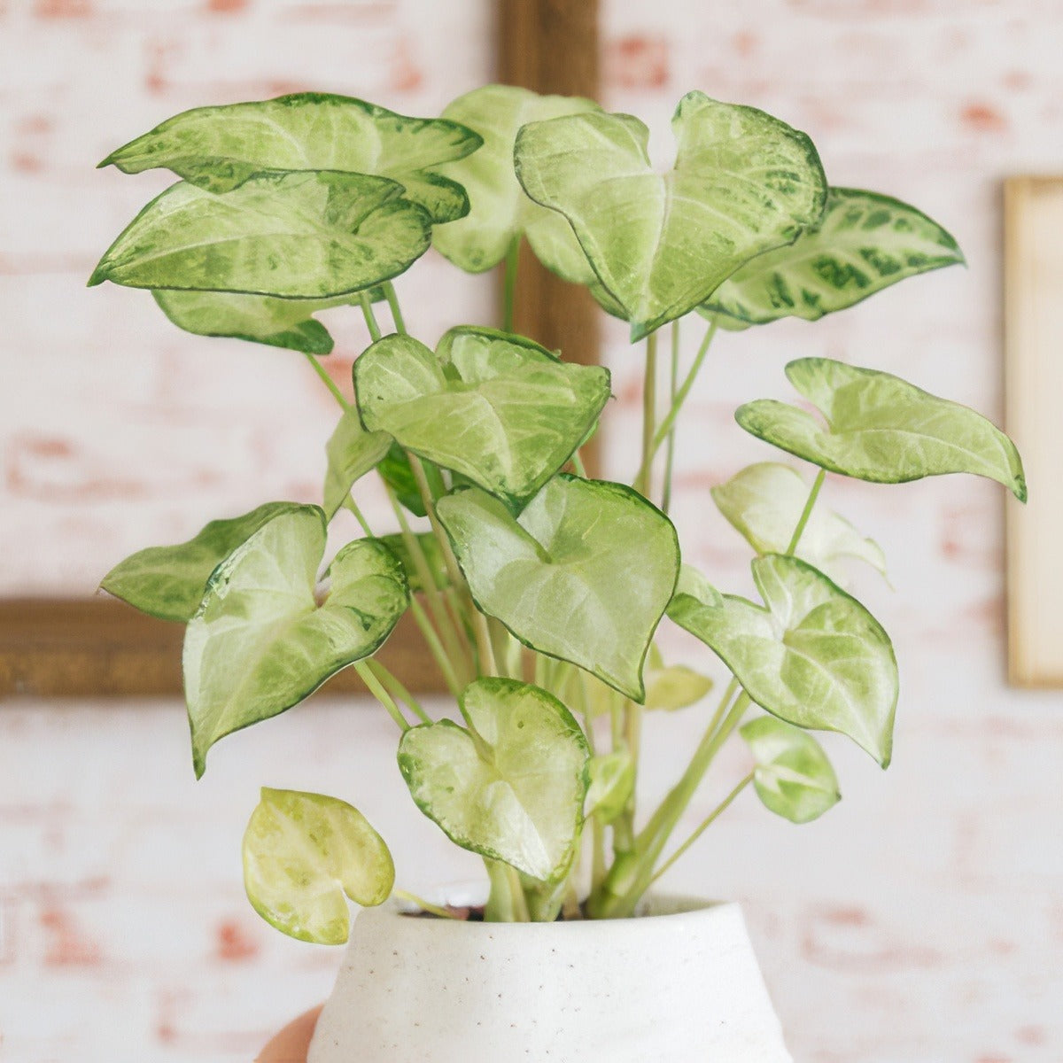 Syngonium White Butterfly Pplsynwbu - Garden Express Australia