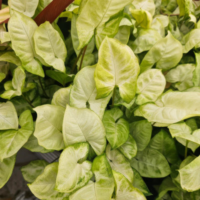 Syngonium White Excellent 4 - Garden Express Australia