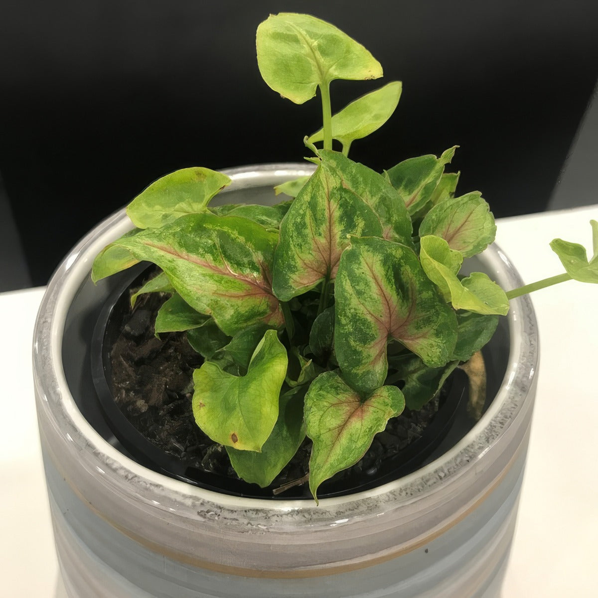 Syngonium Red Beauty P10synrbe - Garden Express Australia