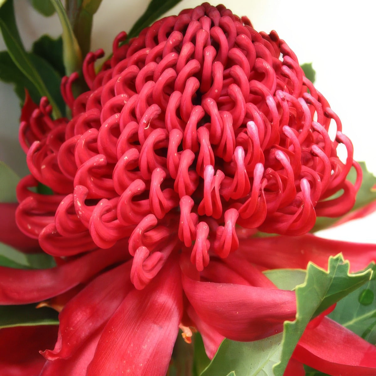Telopea Enchanted Dawn P10teleda - Garden Express Australia