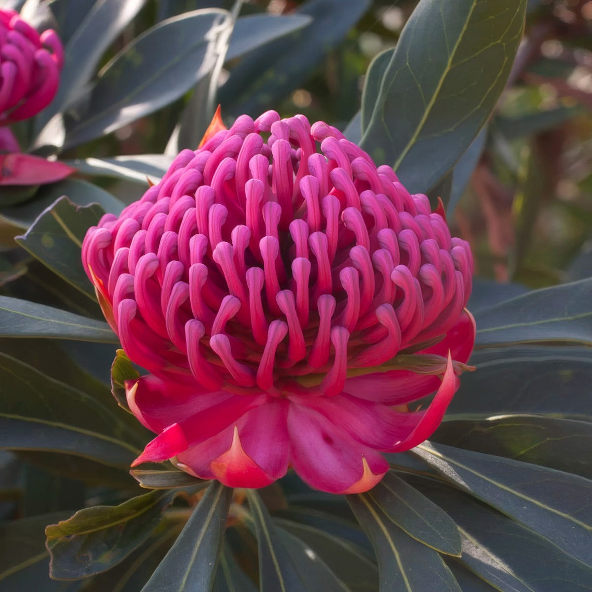 Telopea Enchanted Flame P10telefl - Garden Express Australia