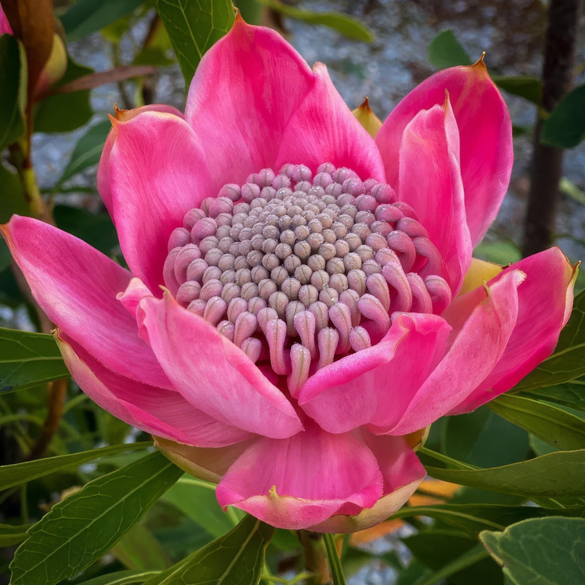 Telopea Enchanted Pink P10telepi - Garden Express Australia