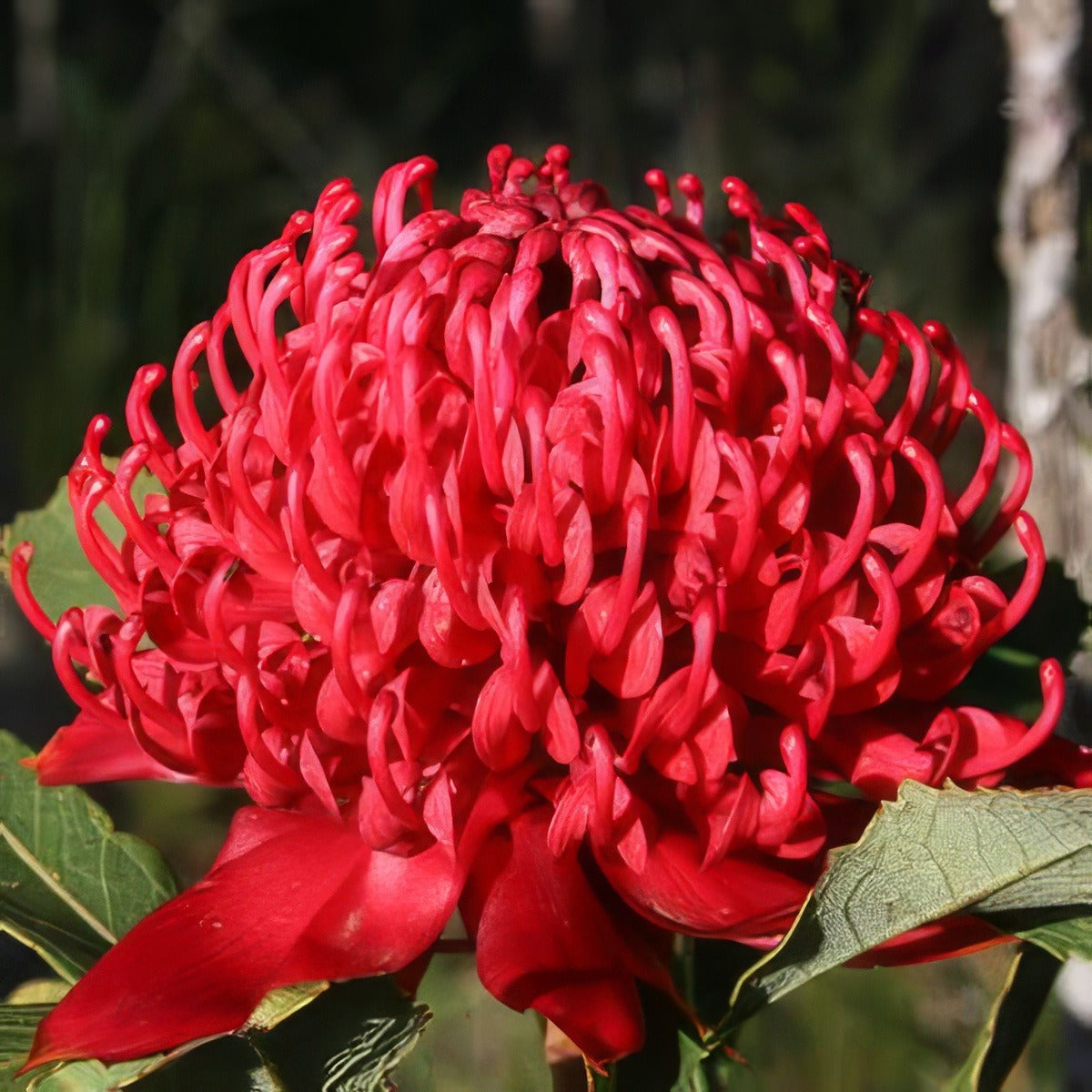 Telopea Speciosissima Braidwood Brilliant - Garden Express Australia