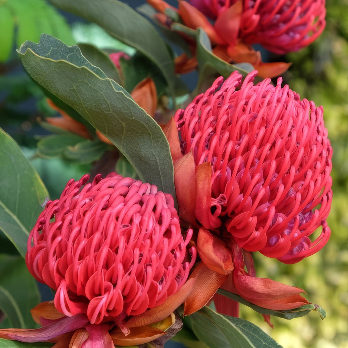 Telopea Emperors Torch P75teleto - Garden Express Australia