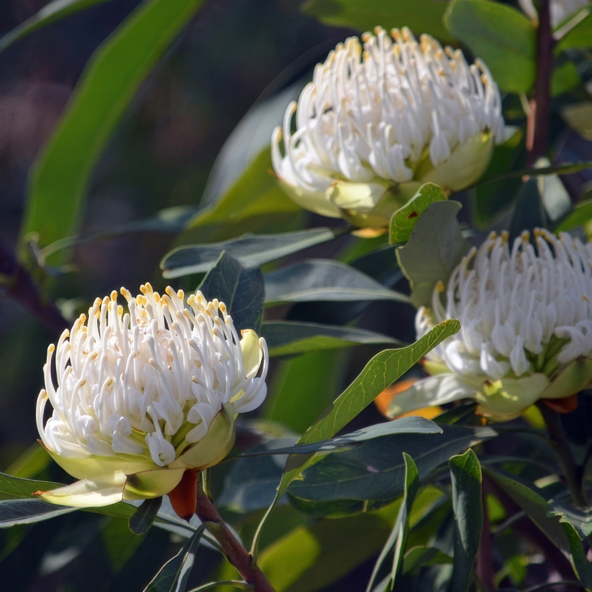 Telopea White Waratah P75telwhw - Garden Express Australia