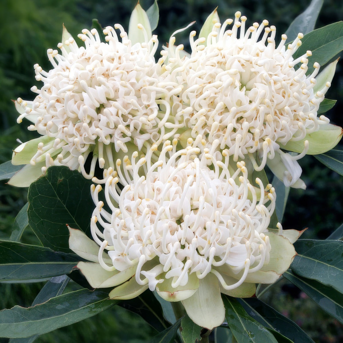 Telopea Shady Lady White Ppltelslw - Garden Express Australia
