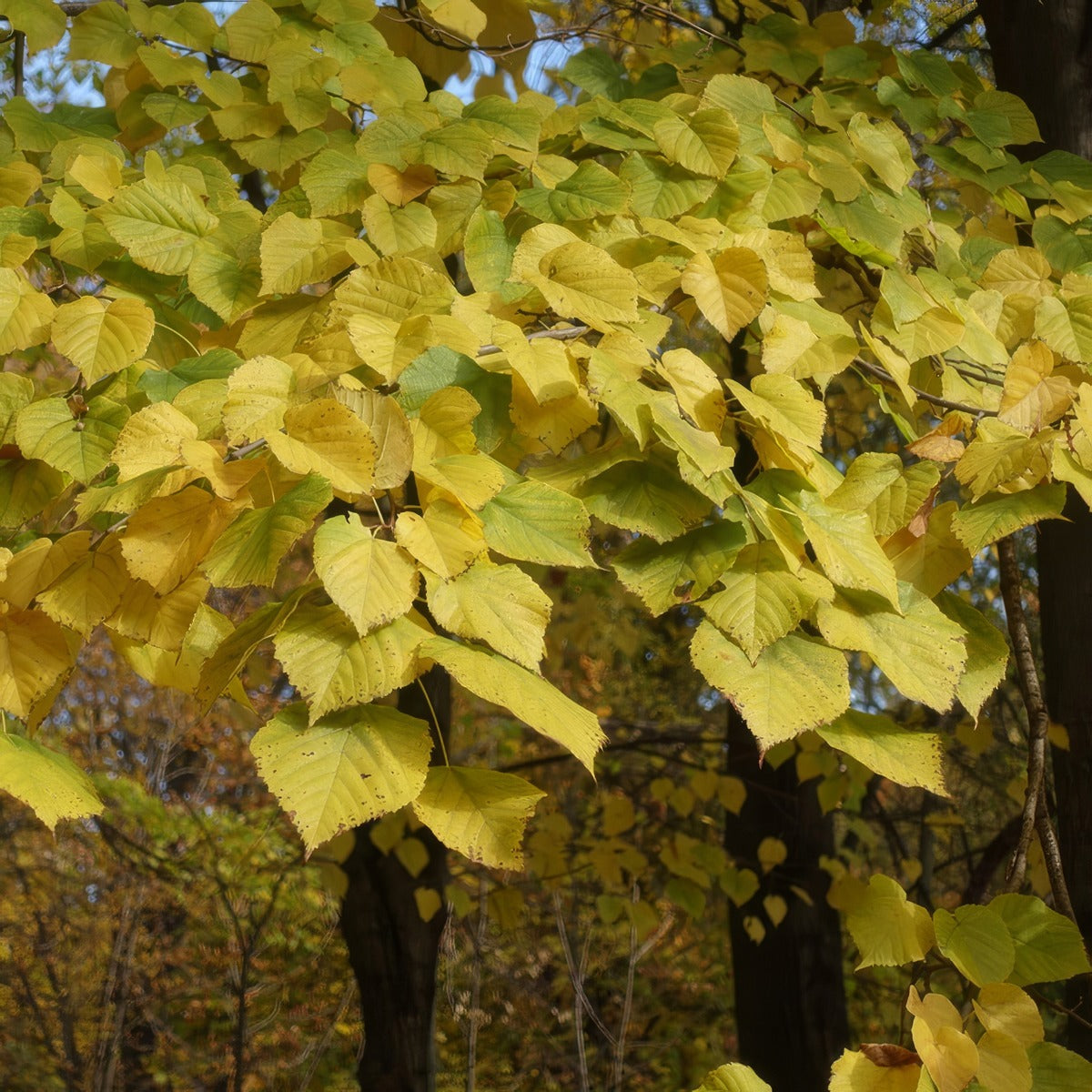 Tilia Linden Tree Autumn - Garden Express Australia