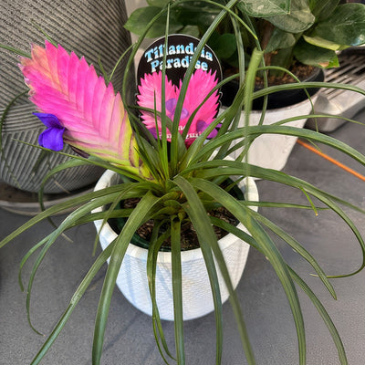 Tillandsia Paradise - Garden Express Australia