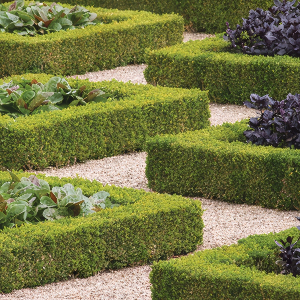 Korean Box Hedge Lpokorbox Gl2017 - Garden Express Australia