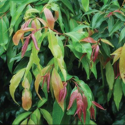 Weeping Lilly Pilly Closeup Lpoweelil - Garden Express Australia