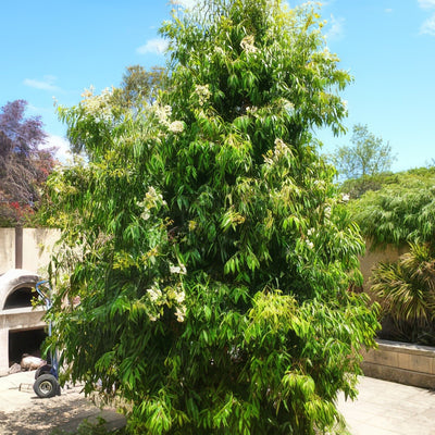 Weeping Lilly Pilly Lpoweelil - Garden Express Australia
