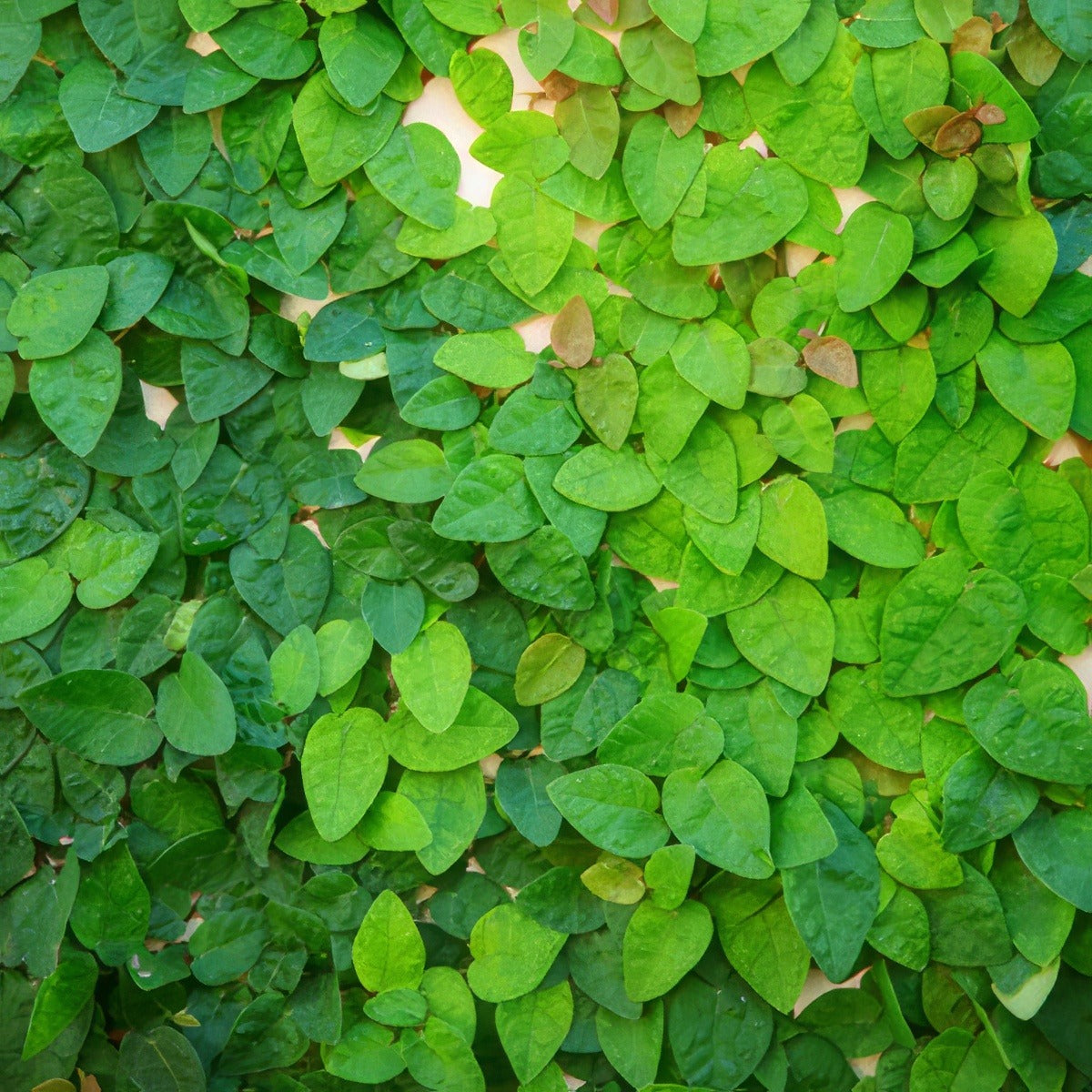 Creeping Fig 15 St96300686 - Garden Express Australia