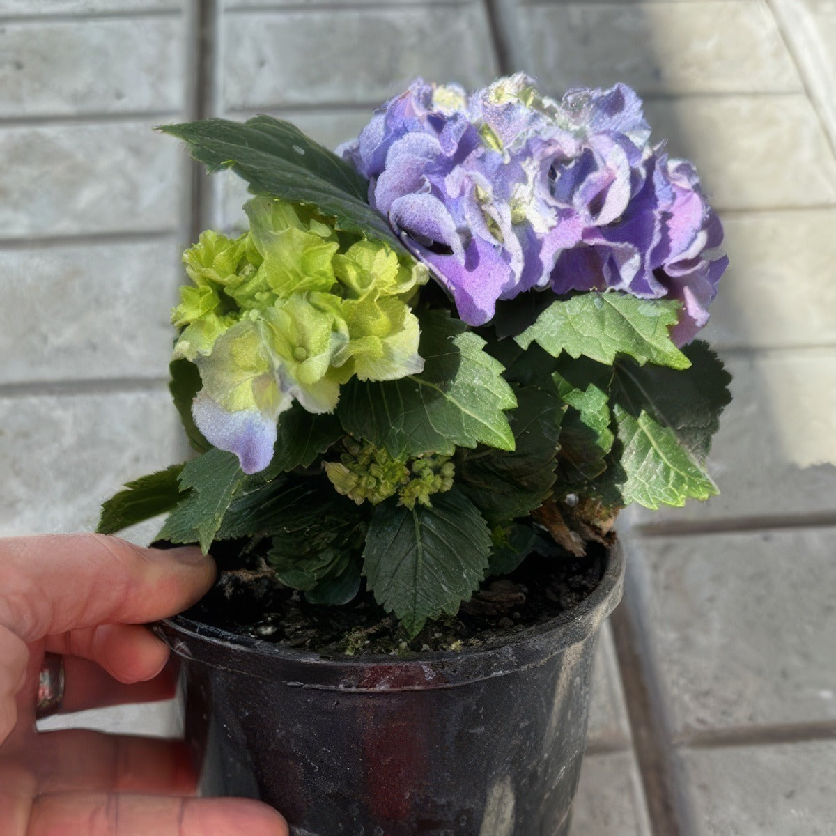 Flowering Hydrangea Blue - Garden Express Australia