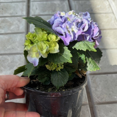 Flowering Hydrangea Blue - Garden Express Australia